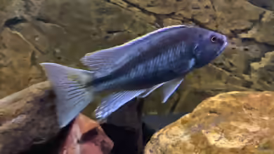 Einrichtungsbeispiele für die Haltung von Champsochromis spilorhynchus im Aquarium