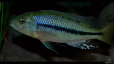 Einrichtungsbeispiele für die Haltung von Dimidiochromis kiwinge im Aquarium