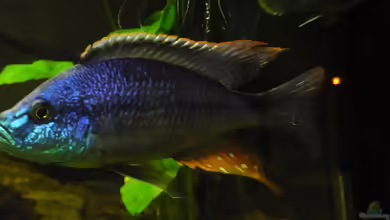 Einrichtungsbeispiele für die Haltung von Dimidiochromis strigatus im Aquarium
