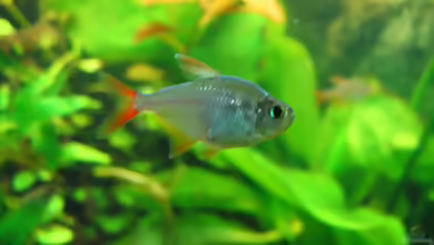 Einrichtungsbeispiele für die Haltung von Hyphessobrycon columbianus