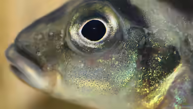 Einrichtungsbeispiele für die Haltung von Nanochromis transvestitus