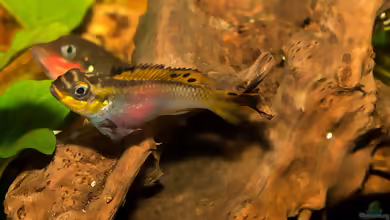 Einrichtungsbeispiele für die Haltung von Pelvicachromis taeniatus