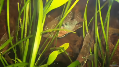 Einrichtungsbeispiele für die Haltung von Thorichthys maculipinnis
