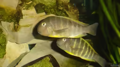 Einrichtungsbeispiele für die Haltung von Tropheus brichardi ´Ujiji´ im Aquarium