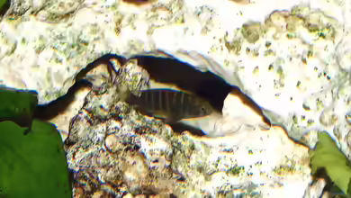 Einrichtungsbeispiele für die Haltung von Tropheus moorii ´Bemba´ im Aquarium