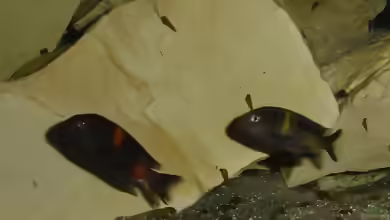 Einrichtungsbeispiele für die Haltung von Tropheus moorii ´Bulu Point´ im Aquarium