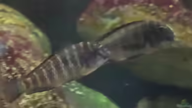 Einrichtungsbeispiele für die Haltung von Tropheus moorii ´Chaitika´ im Aquarium