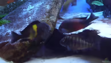 Einrichtungsbeispiele für die Haltung von Tropheus moorii ´Kachese´ im Aquarium
