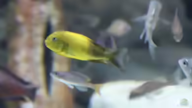 Einrichtungsbeispiele für die Haltung von Tropheus moorii ´Kiriza´ im Aquarium