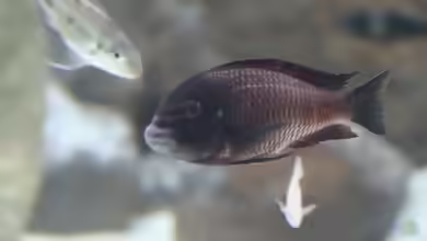 Einrichtungsbeispiele für die Haltung von Tropheus moorii ´Moliro´ im Aquarium