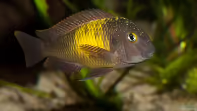 Einrichtungsbeispiele für die Haltung von Tropheus moorii ´Mpulungu´ im Aquarium