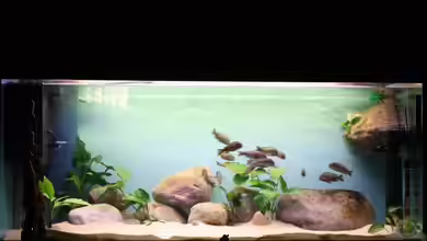 Einrichtungsbeispiele für die Haltung von Tropheus moorii ´Murago´ im Aquarium