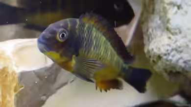 Einrichtungsbeispiele für die Haltung von Tropheus moorii ´Red Rainbow´ im Aquarium