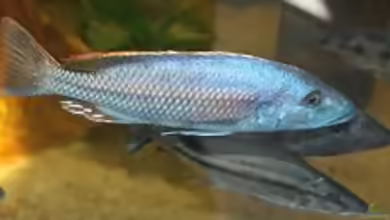Einrichtungsbeispiele für die Haltung von Tyrannochromis macrostoma im Aquarium