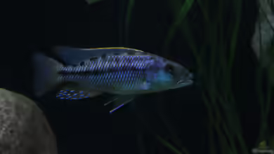 Einrichtungsbeispiele für die Haltung von Tyrannochromis maculiceps im Aquarium
