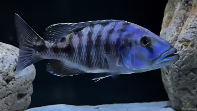Einrichtungsbeispiele für die Haltung von Tyrannochromis nigriventer im Aquarium