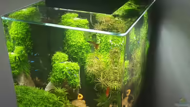 Einrichtungsbeispiele für Fluval Edge
