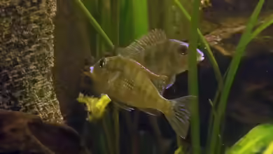 Einrichtungsbeispiele für Geophagus tapajos ´Red Head´