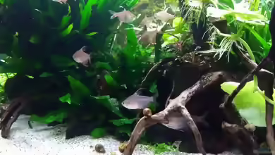 Einrichtungsbeispiele für Hyphessobrycon rosaceus