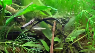 Einrichtungsbeispiele für Indostomus crocodilus