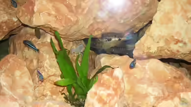 Einrichtungsbeispiele für Labidochromis chisumulae