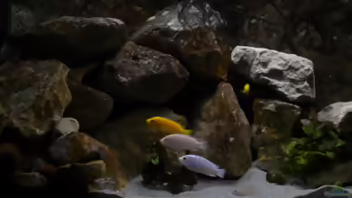 Einrichtungsbeispiele für Labidochromis chisumulae