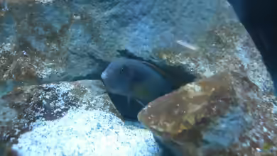 Einrichtungsbeispiele für Labidochromis sp. ´mbamba´