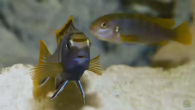 Einrichtungsbeispiele für Labidochromis sp. ´mbamba´