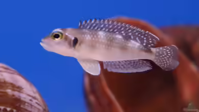Einrichtungsbeispiele für Lamprologus meleagris