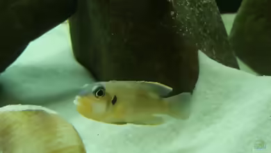 Einrichtungsbeispiele für Lamprologus ocellatus