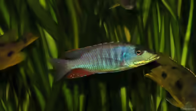 Einrichtungsbeispiele für Lichnochromis acuticeps
