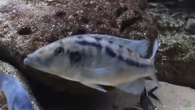 Einrichtungsbeispiele für Lichnochromis acuticeps