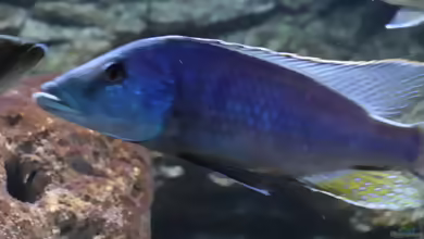 Einrichtungsbeispiele für Lichnochromis acuticeps