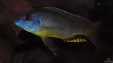 Einrichtungsbeispiele für Naevochromis chrysogaster