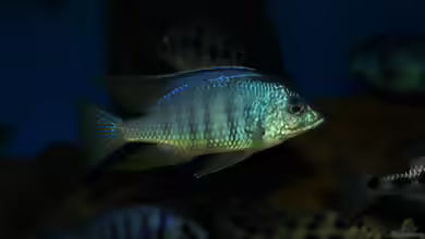 Einrichtungsbeispiele für Placidochromis jalo reef