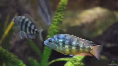 Einrichtungsbeispiele für Placidochromis johnstoni solo