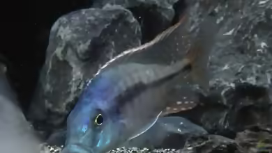 Einrichtungsbeispiele für Protomelas similis