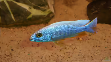 Einrichtungsbeispiele für Sciaenochromis ahli