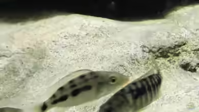 Einrichtungsbeispiele für Sciaenochromis njassae