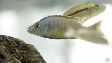 Einrichtungsbeispiele für Stigmatochromis modestus