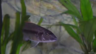 Einrichtungsbeispiele für Taeniochromis holotaenia