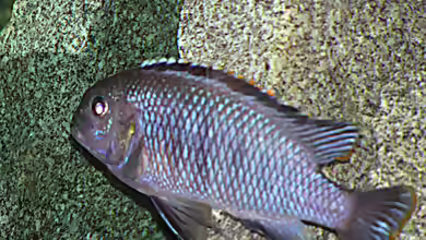 Einrichtungsbeispiele für Tropheops macrophtalmus