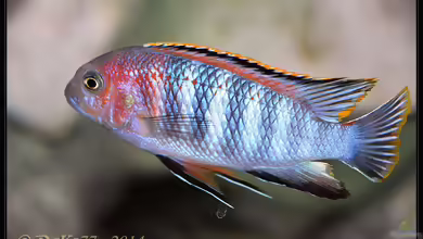 Einrichtungsbeispiele für Tropheops sp. Chilumba