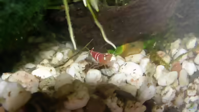 Einrichtungsbeispiele mit Caridina cantonensis Crystal Red