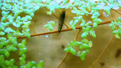 Einrichtungsbeispiele mit Caridina sp. Tiger