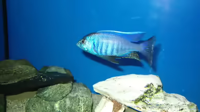 Einrichtungsbeispiele mit Copadichromis azureus