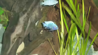 Einrichtungsbeispiele mit Cynotilapia pulpican