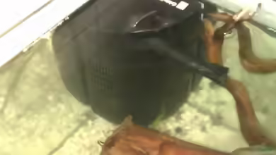 Einrichtungsbeispiele mit JBL CristalProfi i80
