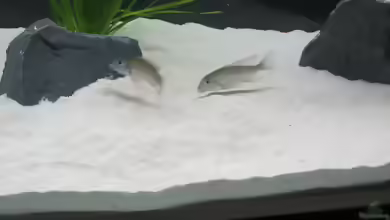 Einrichtungsbeispiele mit Lethrinops