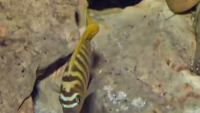 Einrichtungsbeispiele mit Metriaclima / Maylandia zebra gold